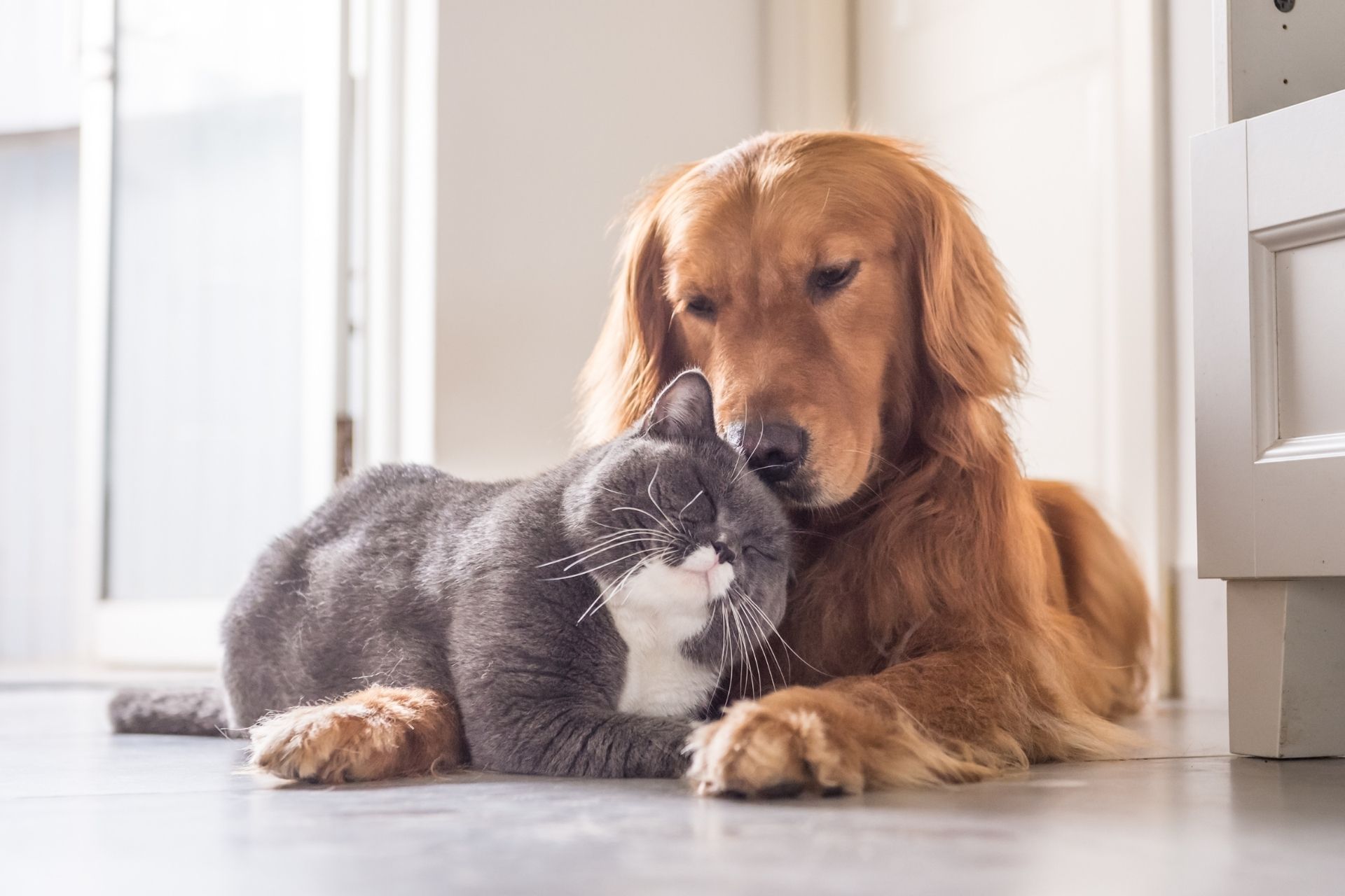 Veterinary Appointment in Omro, Wisconsin 54963 Omro Animal Hospital