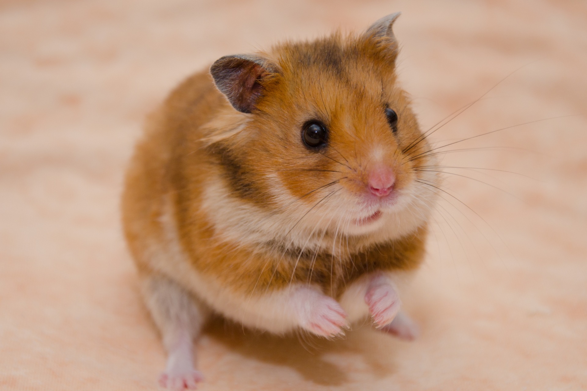 Syrian hamster